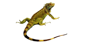 Iguana PNG-93176